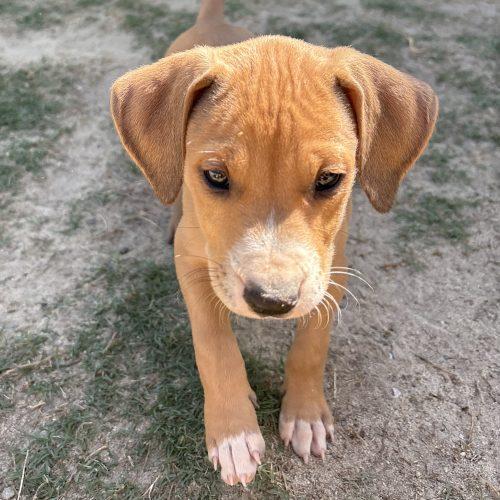 Enlarge Gracie, a Adoptable mixed breed in Wilmington, NC image 5/6