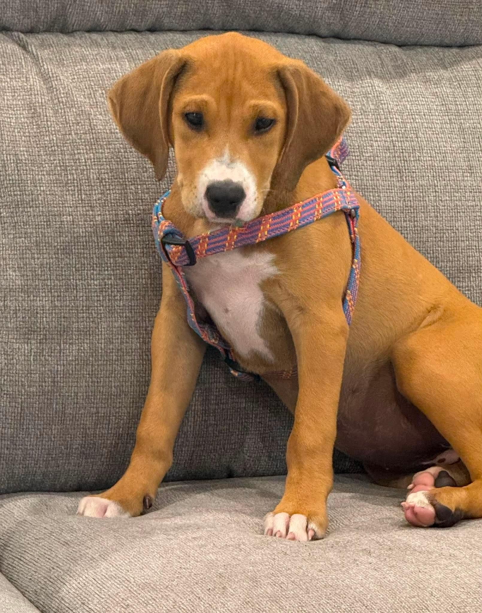 Gracie, a Adoptable mixed breed in Wilmington, NC image 3/6