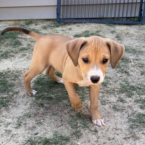 Enlarge Gracie, a Adoptable mixed breed in Wilmington, NC image 6/6