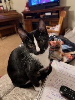 **Cat Cafe** Wildflower, Adoptable, Young Female Domestic Short Hair.