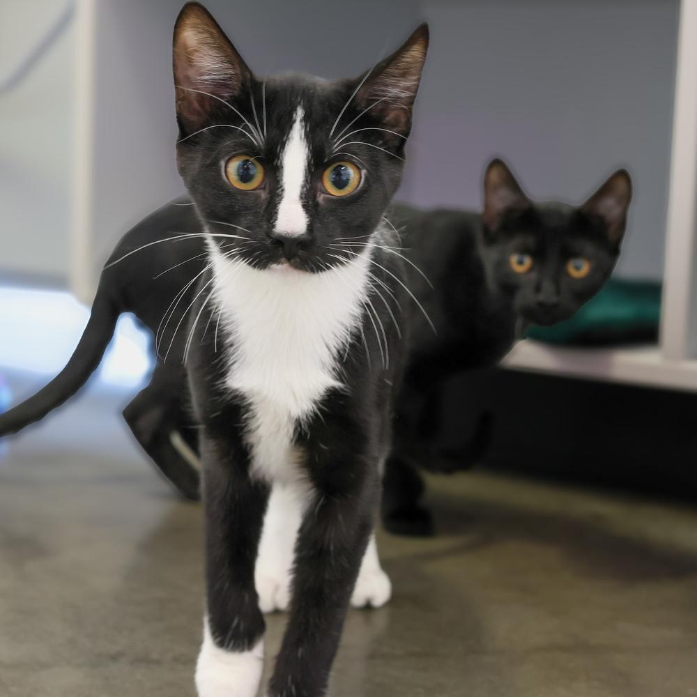 Enlarge **Cat Cafe** Wildflower, a Adoptable Domestic Short Hair in Topeka, KS image 3/3