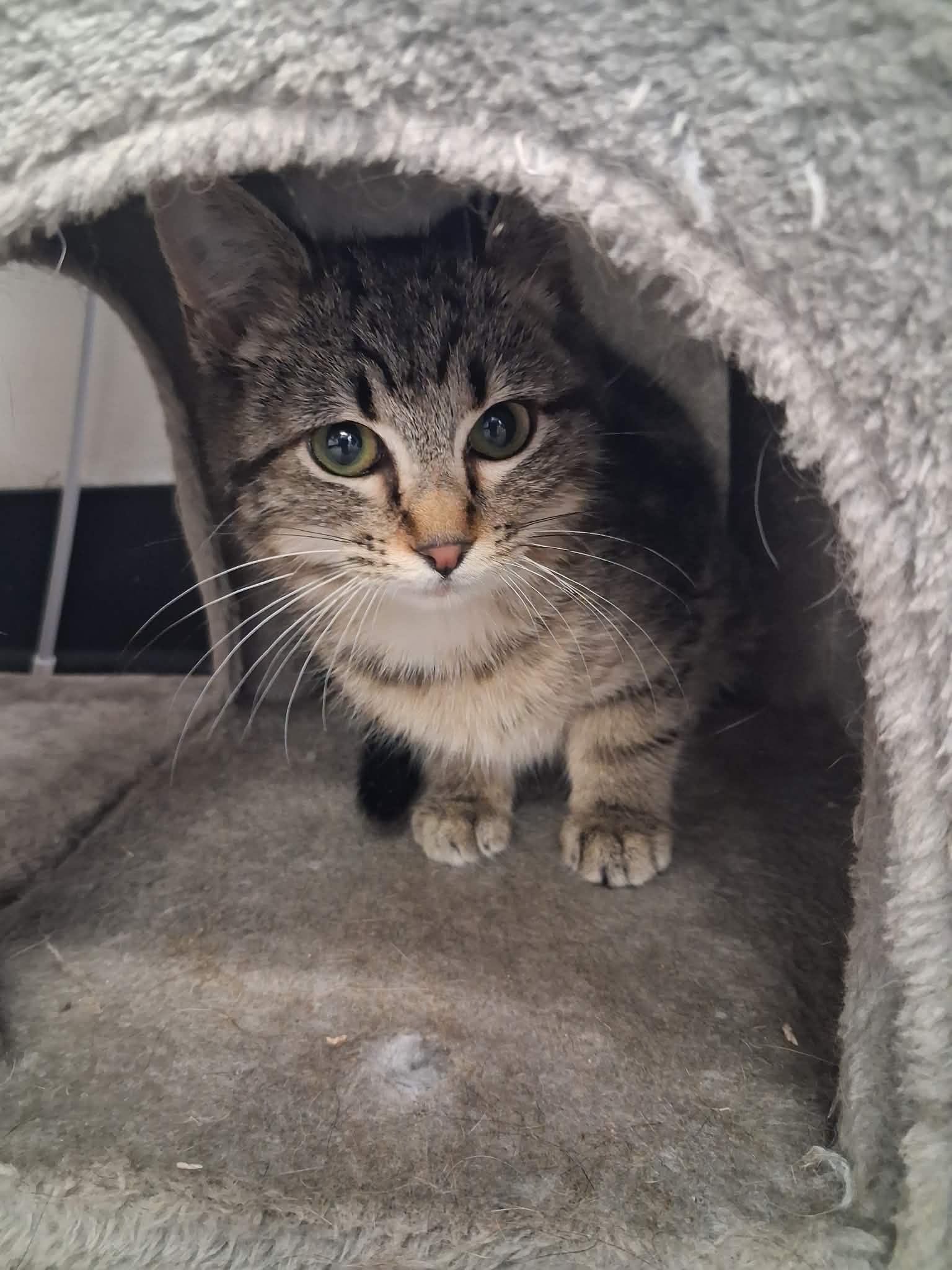 Sylvester, a ADOPTABLE Domestic Medium Hair in Roosevelt, UT image 3/3