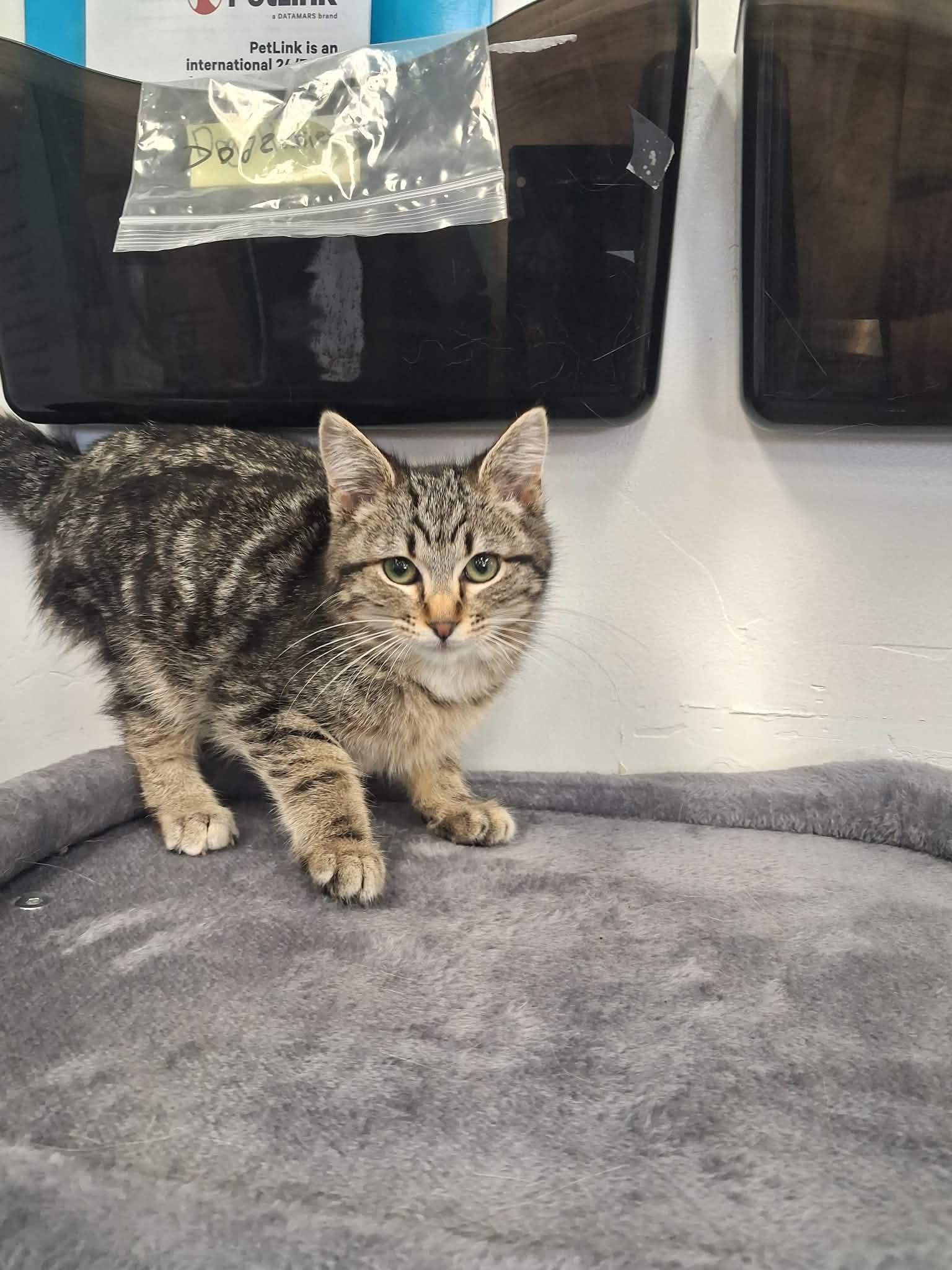 Sylvester, a ADOPTABLE Domestic Medium Hair in Roosevelt, UT image 2/3