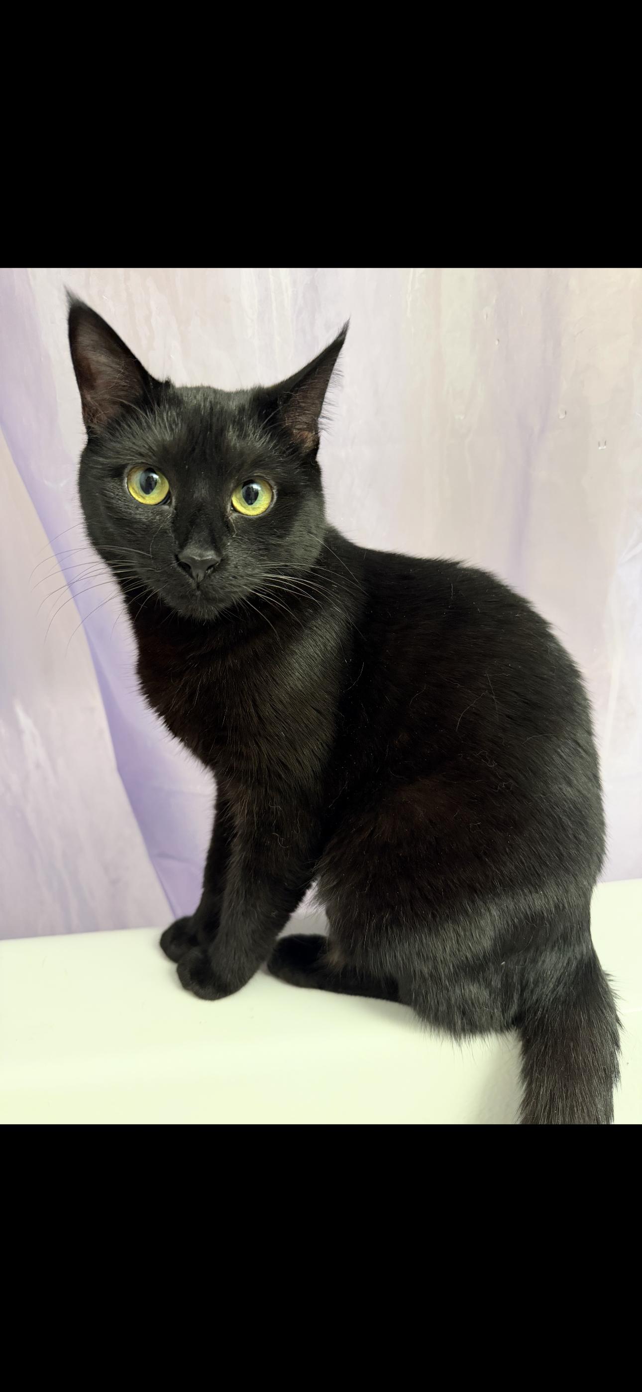 Carol, a Adoptable Domestic Short Hair in Rochester Hills, MI image 1/6