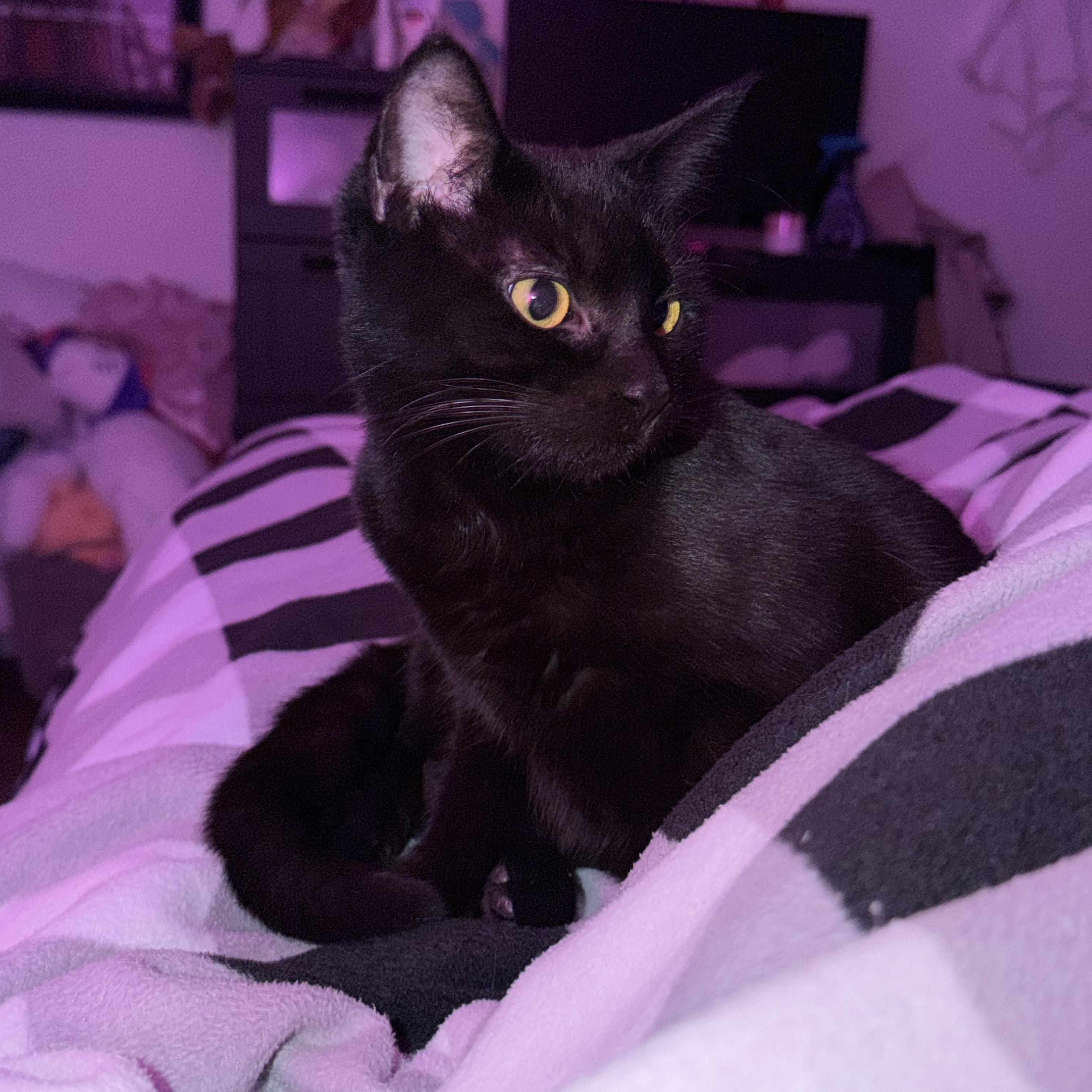 Carol, a Adoptable Domestic Short Hair in Rochester Hills, MI image 2/5