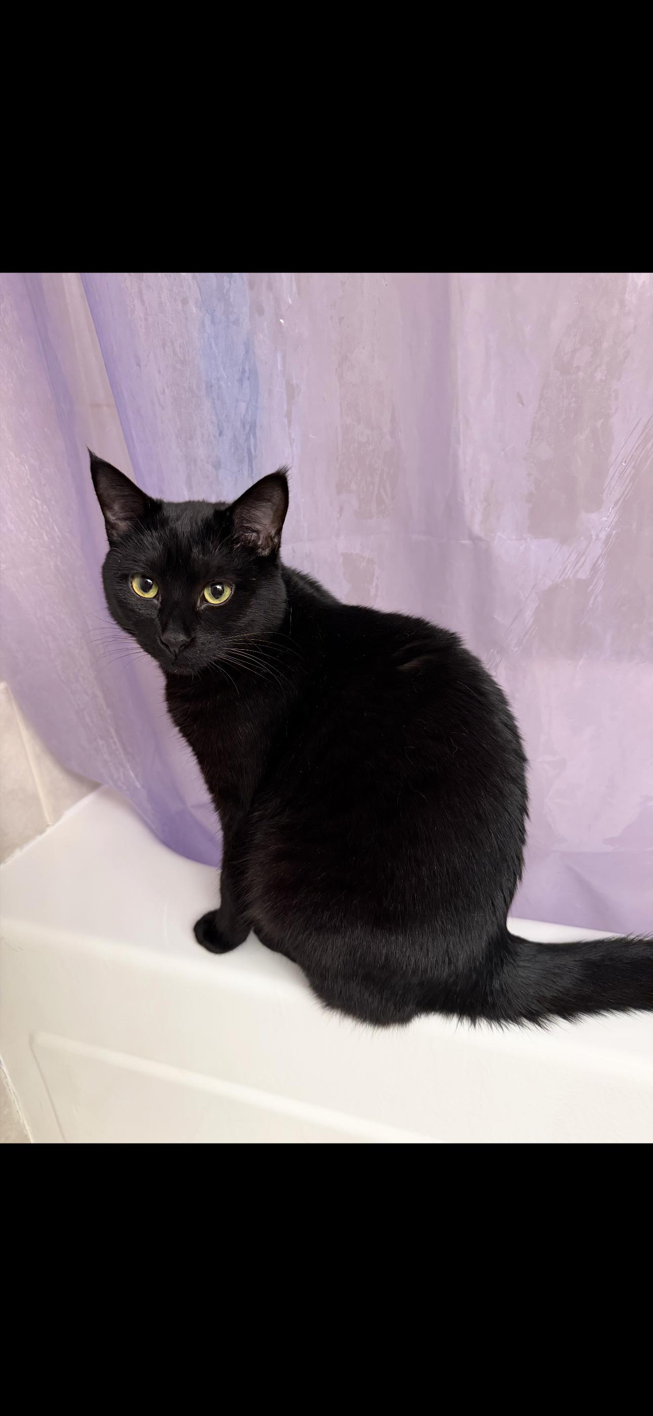 Carol, a Adoptable Domestic Short Hair in Rochester Hills, MI image 2/6