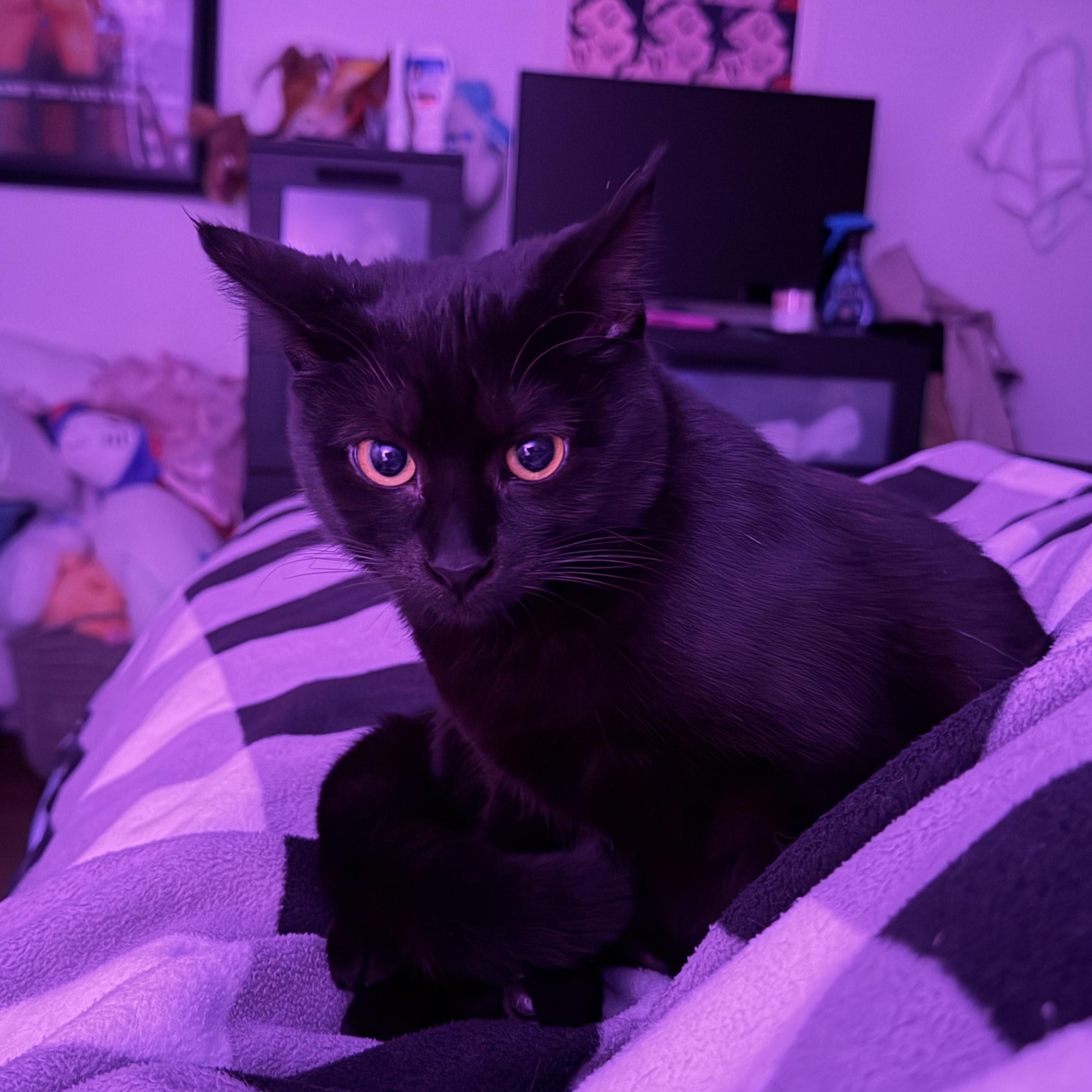 Carol, a Adoptable Domestic Short Hair in Rochester Hills, MI image 1/5