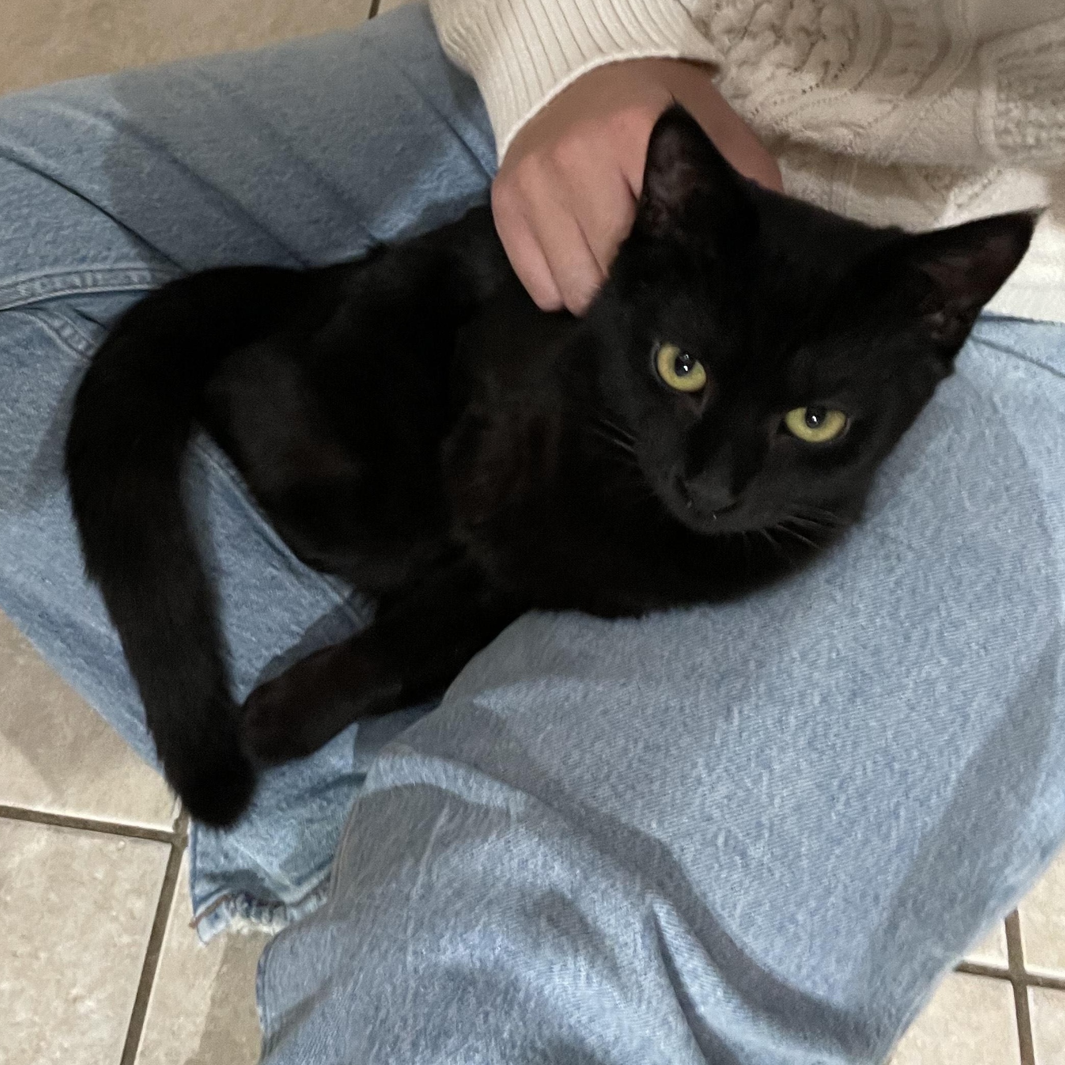 Carol, a Adoptable Domestic Short Hair in Rochester Hills, MI image 4/5