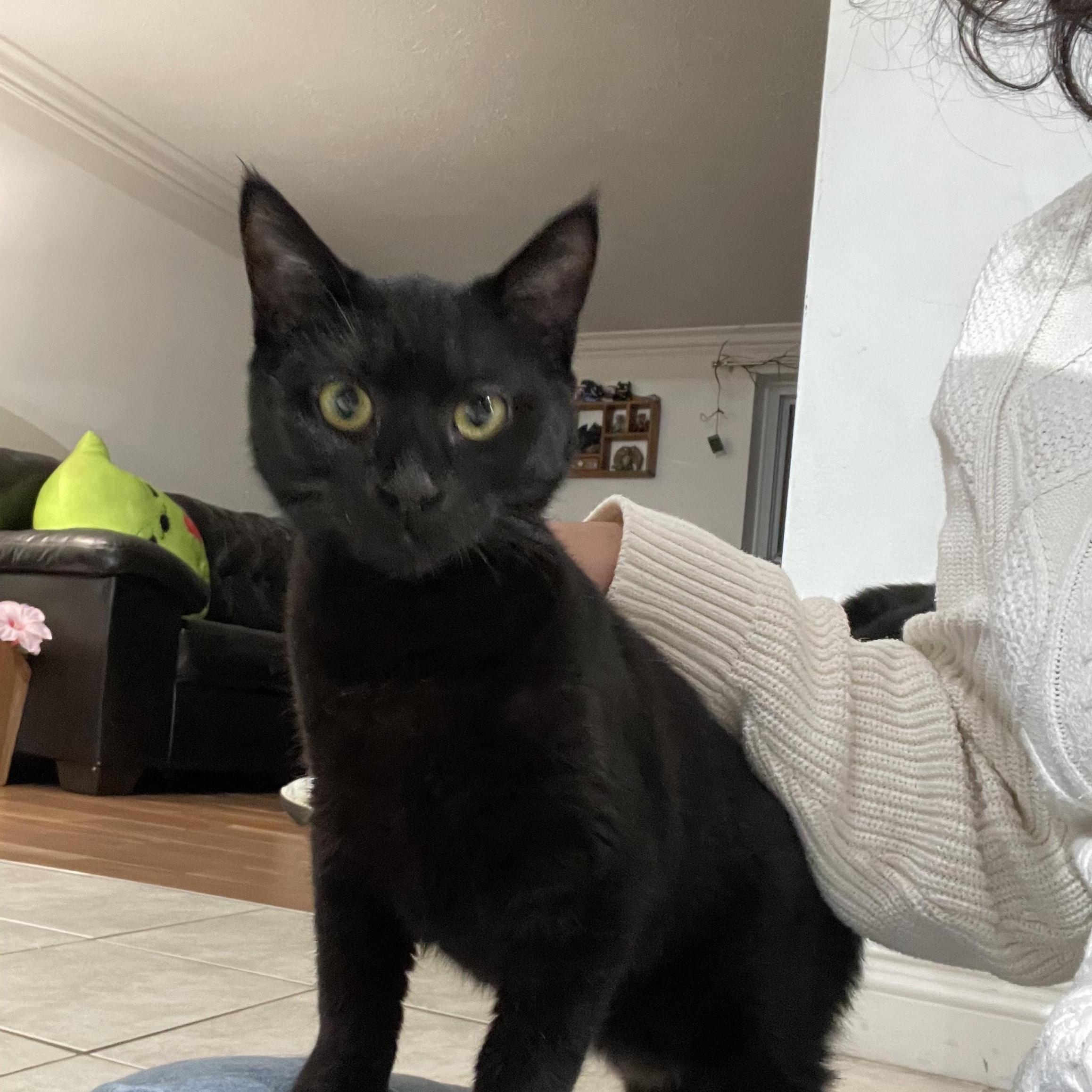 Carol, a Adoptable Domestic Short Hair in Rochester Hills, MI image 3/5