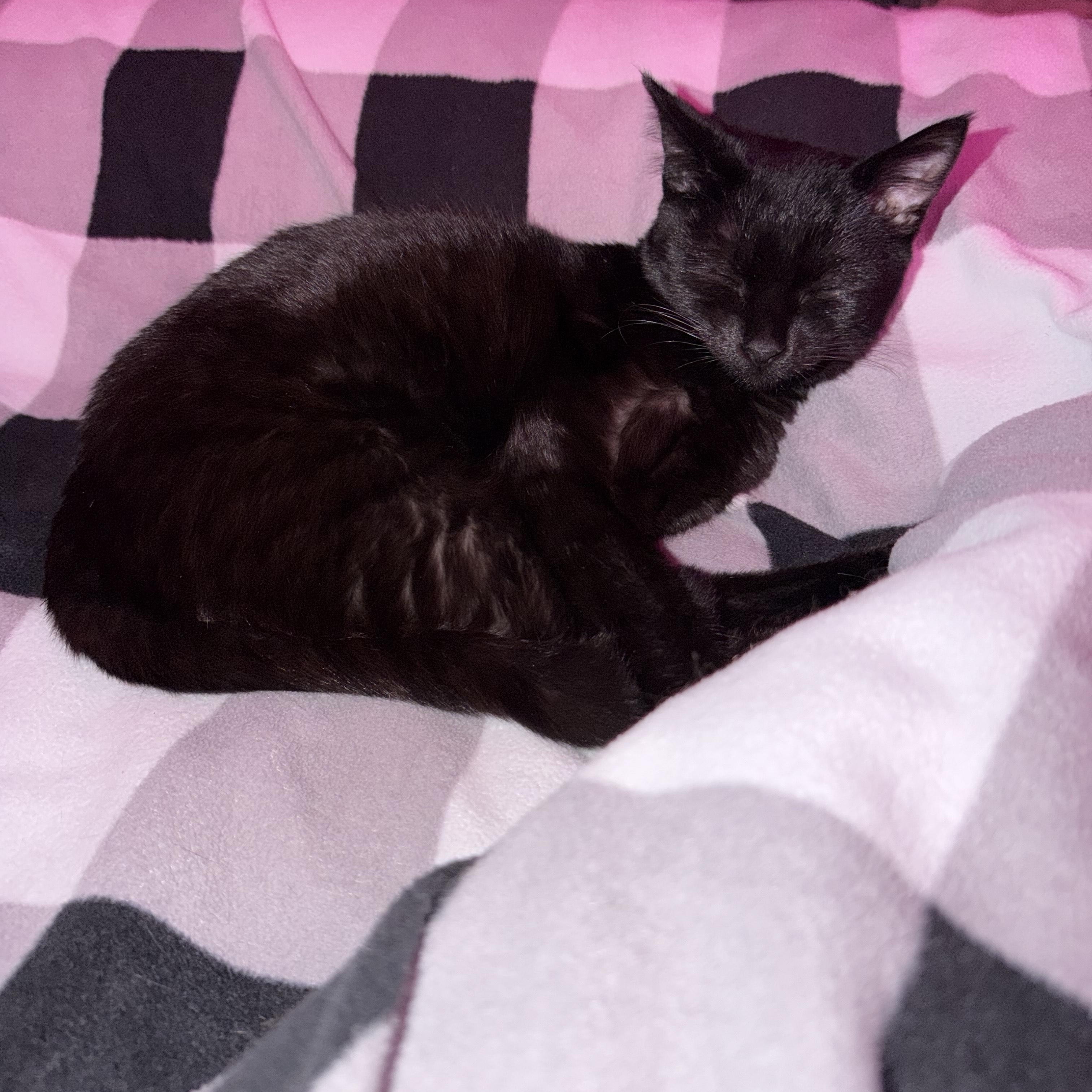 Carol, a Adoptable Domestic Short Hair in Rochester Hills, MI image 5/5