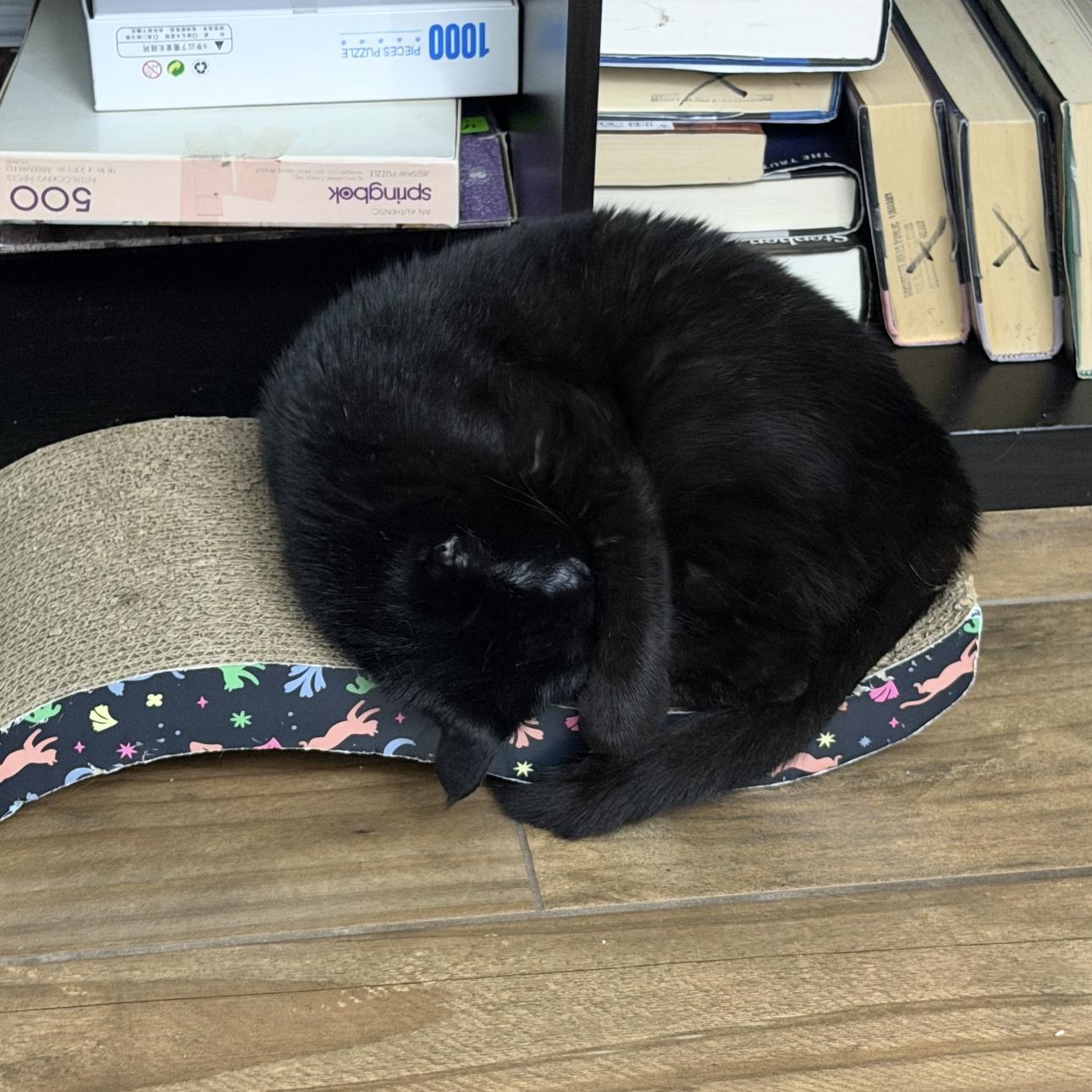 Carol, a Adoptable Domestic Short Hair in Rochester Hills, MI image 6/6
