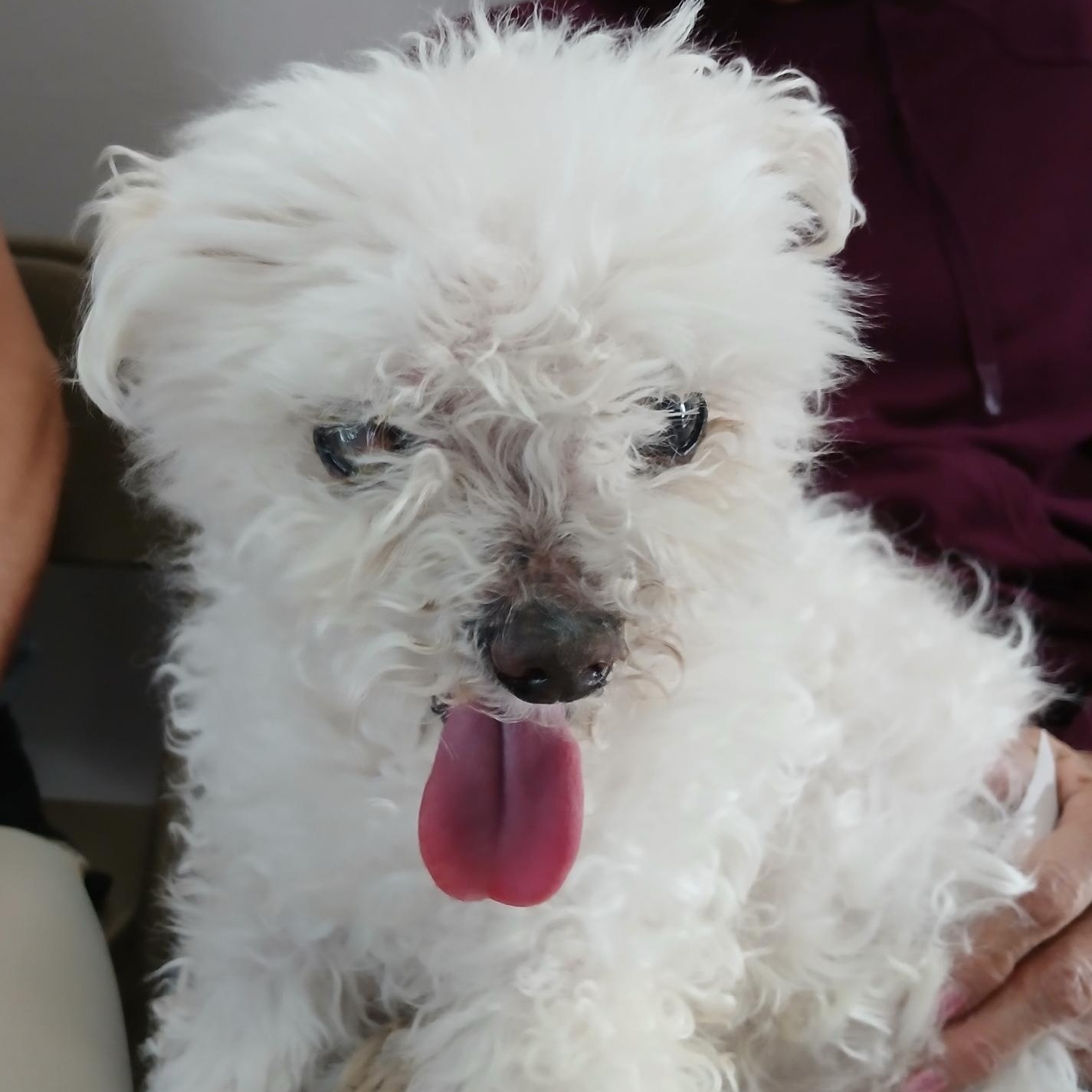 Victor, Senior Male Maltipoo