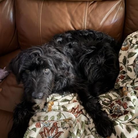 Enlarge Hendrix, a ADOPTABLE mixed breed in Owensboro, KY image 3/5