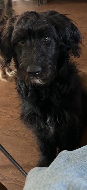 Enlarge Hendrix, a ADOPTABLE mixed breed in Owensboro, KY image 2/5