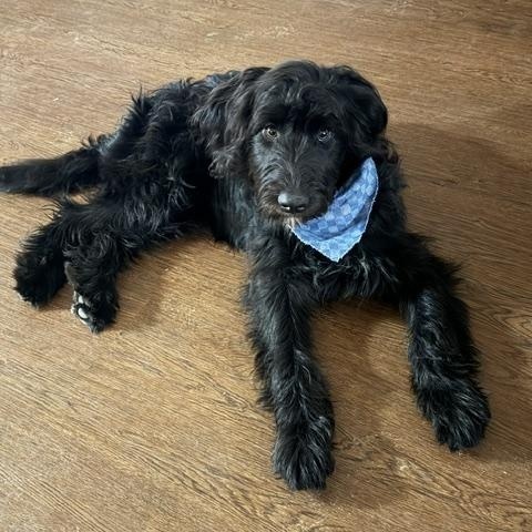 Hendrix, ADOPTABLE, Puppy Male Brussels Griffon.