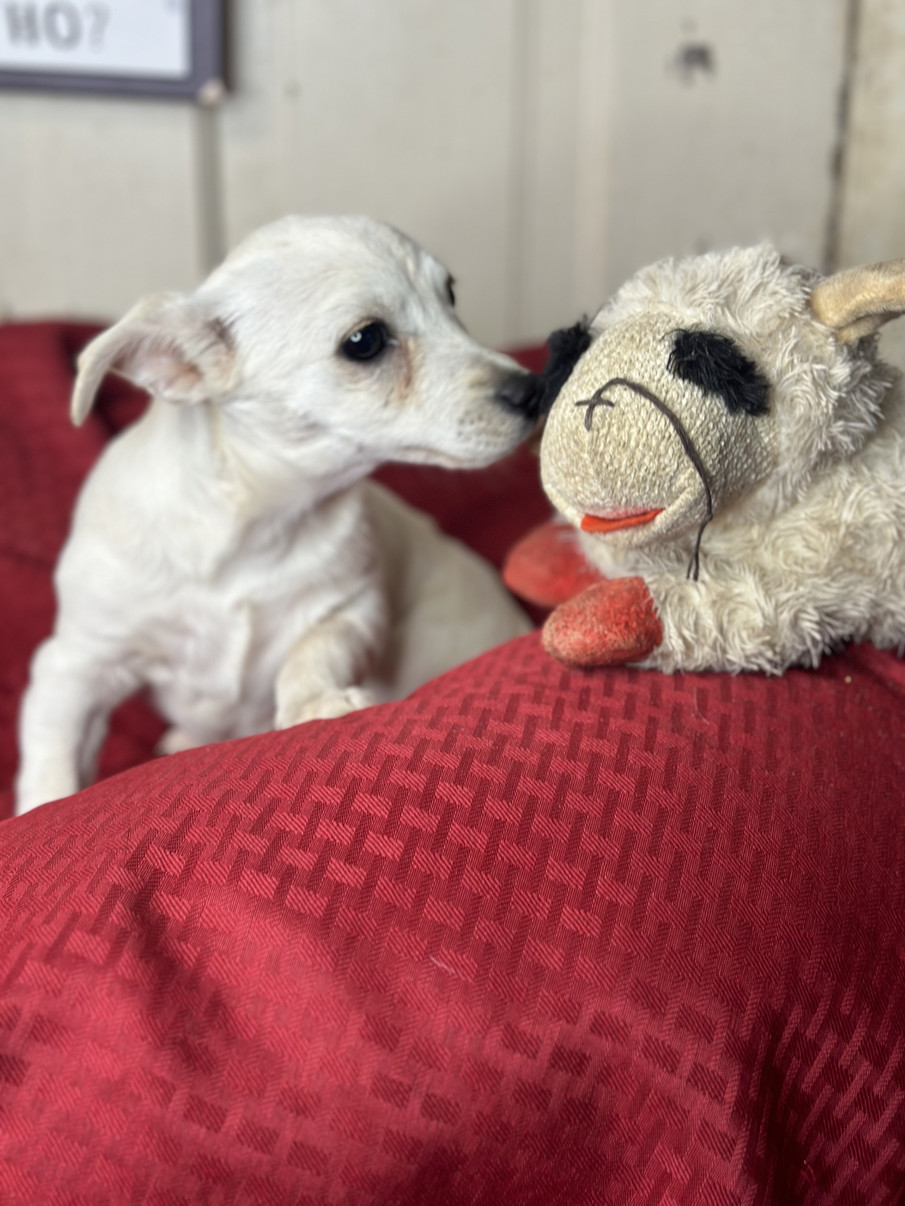 Dog for adoption Sparky, a Dachshund & Chihuahua Mix in Davenport, IA