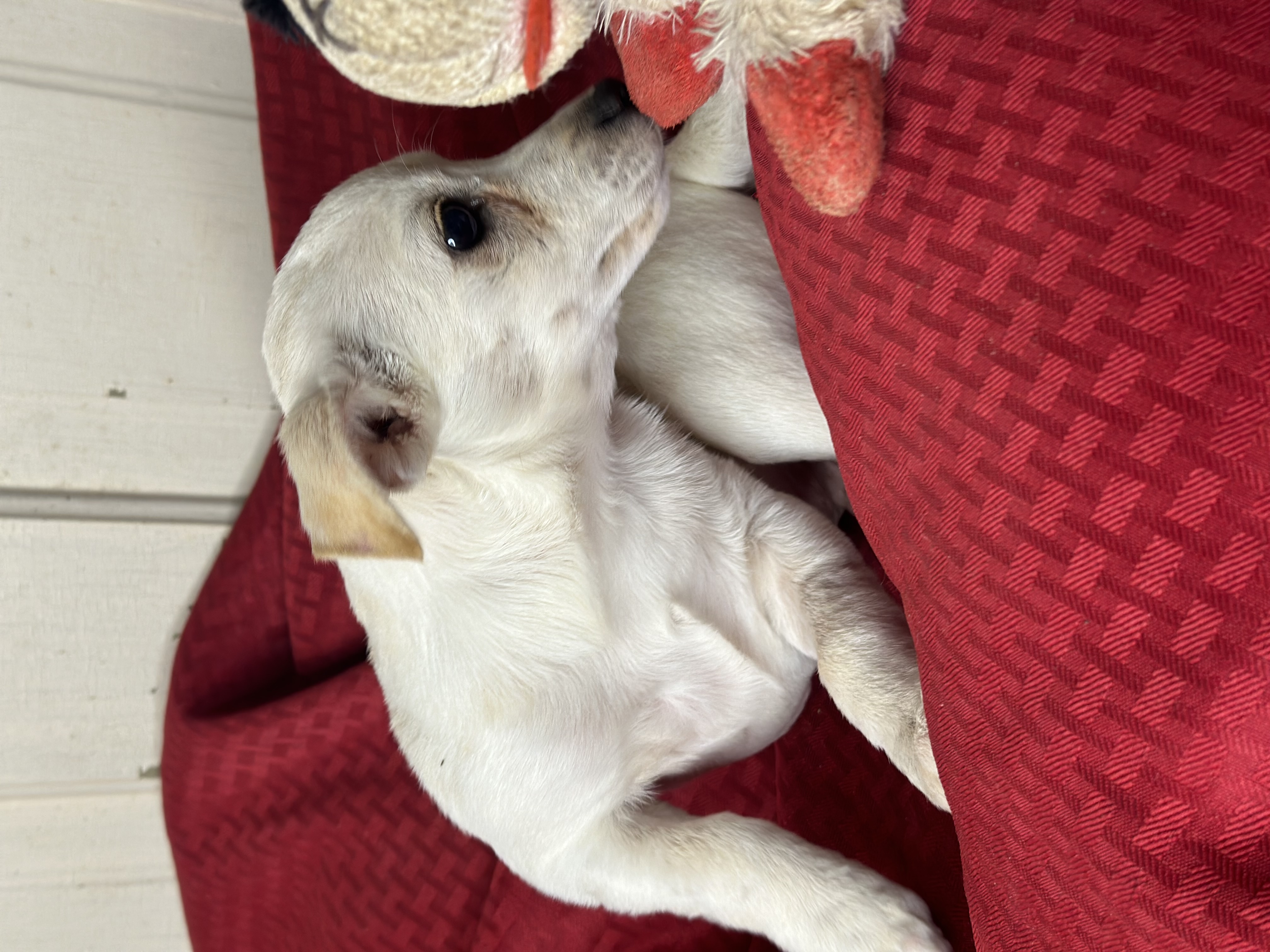 Dog for adoption Sparky, a Dachshund & Chihuahua Mix in Davenport, IA