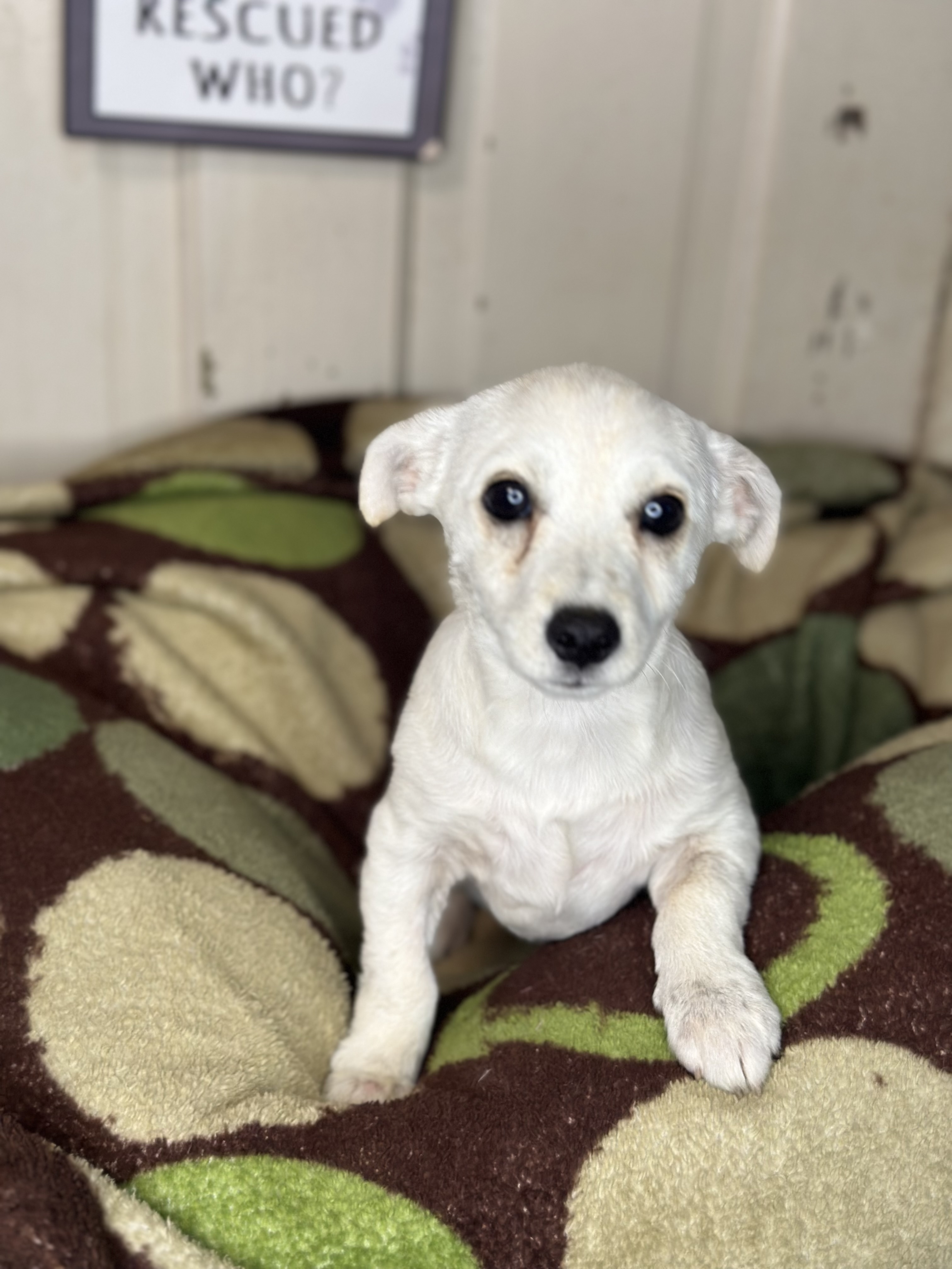 Dog for adoption Sparky, a Dachshund & Chihuahua Mix in Davenport, IA