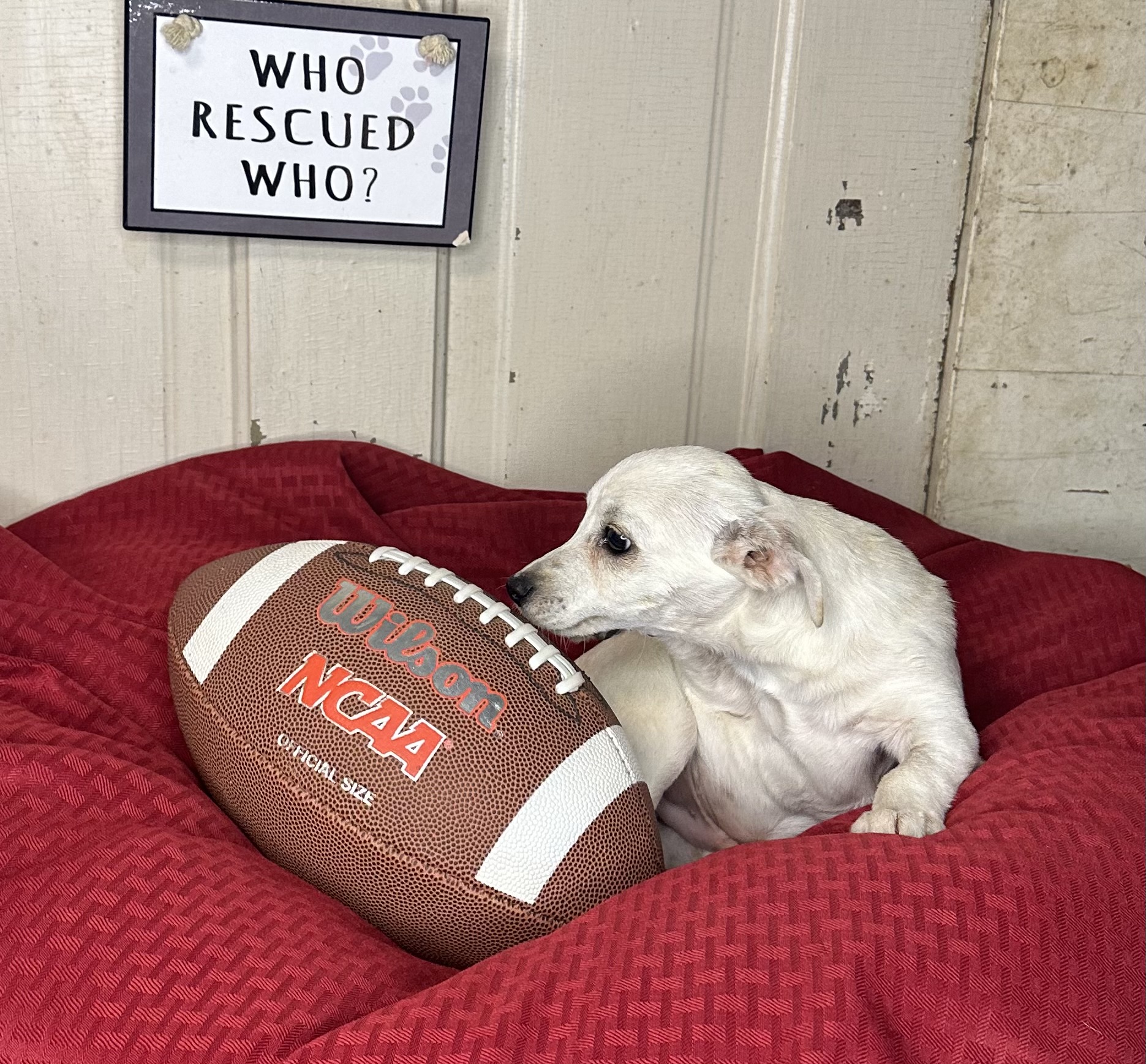 Dog for adoption Sparky, a Dachshund & Chihuahua Mix in Davenport, IA