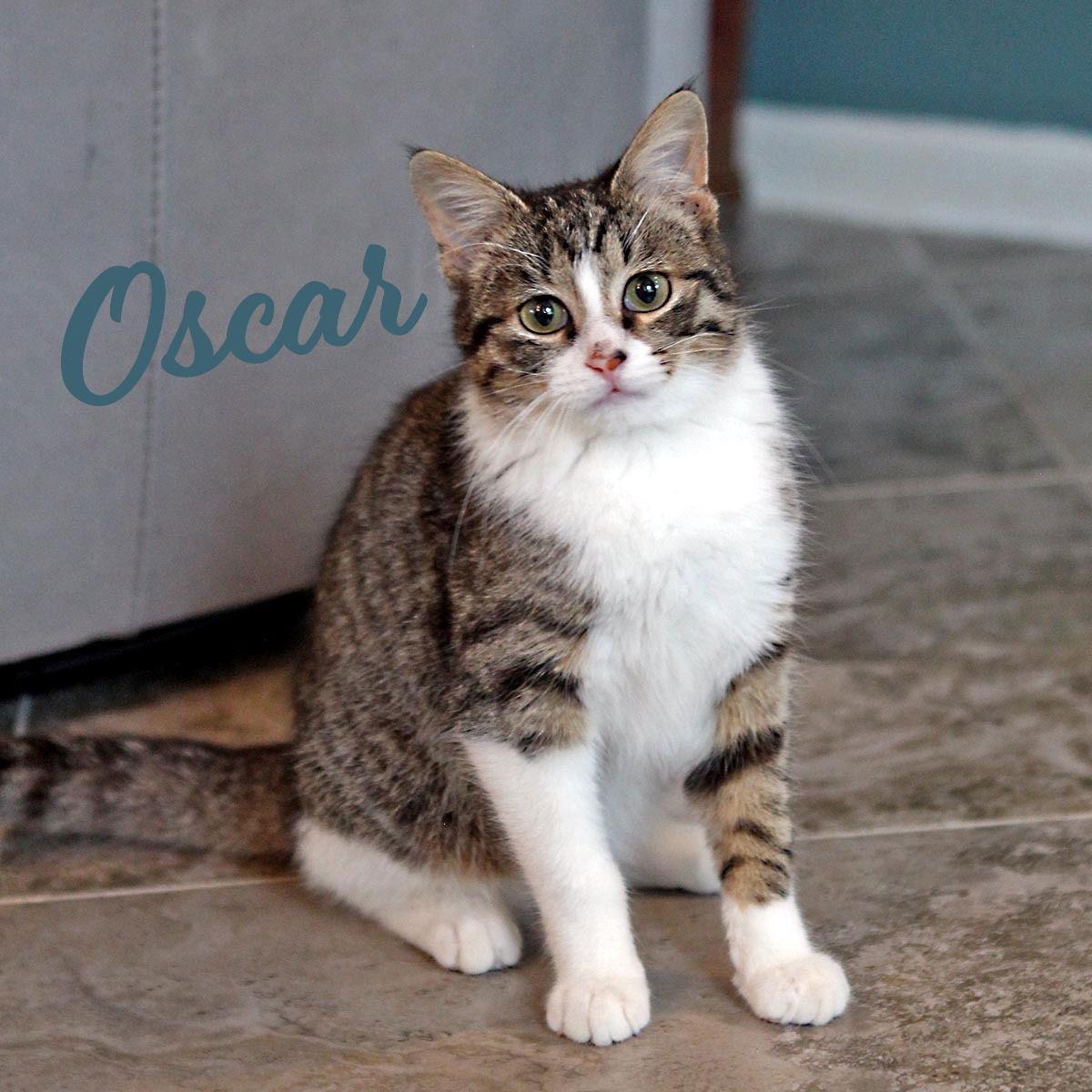 Oscar #penultimate-playboy, Adopted, Kitten Male Tabby & Domestic Short Hair.