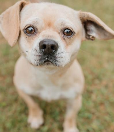 Boss, Adoptable, Adult Male Chihuahua.