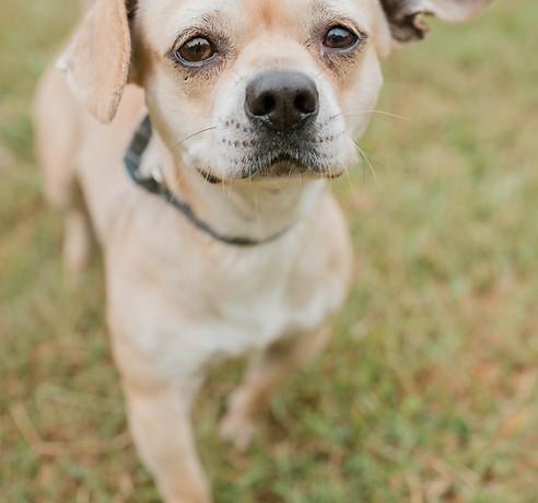 Boss, a Adoptable mixed breed in Ayden, NC image 2/2