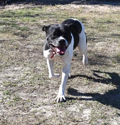 Enlarge Pedro, a ADOPTABLE mixed breed in Inverness, FL image 2/3