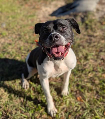 Enlarge Pedro, a ADOPTABLE mixed breed in Inverness, FL image 3/3