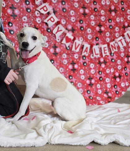 Evangeline, Adoptable, Young Female Mixed Breed.