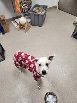 Enlarge Evangeline, a Adoptable Mixed Breed in Oskaloosa, IA image 3/3