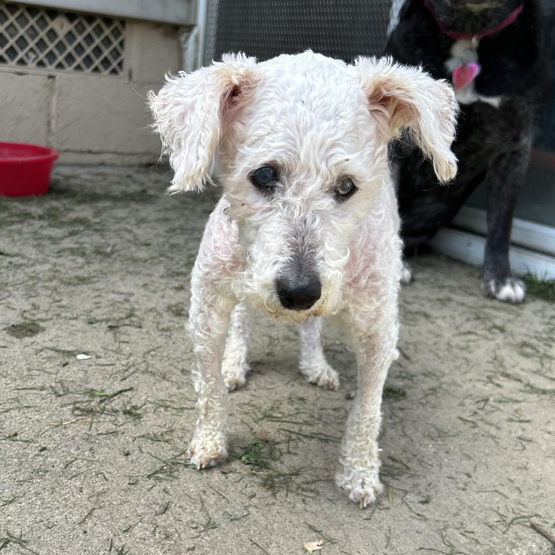 Bernard *deaf & blind*, a ADOPTABLE mixed breed in Youngstown, OH image 2/6