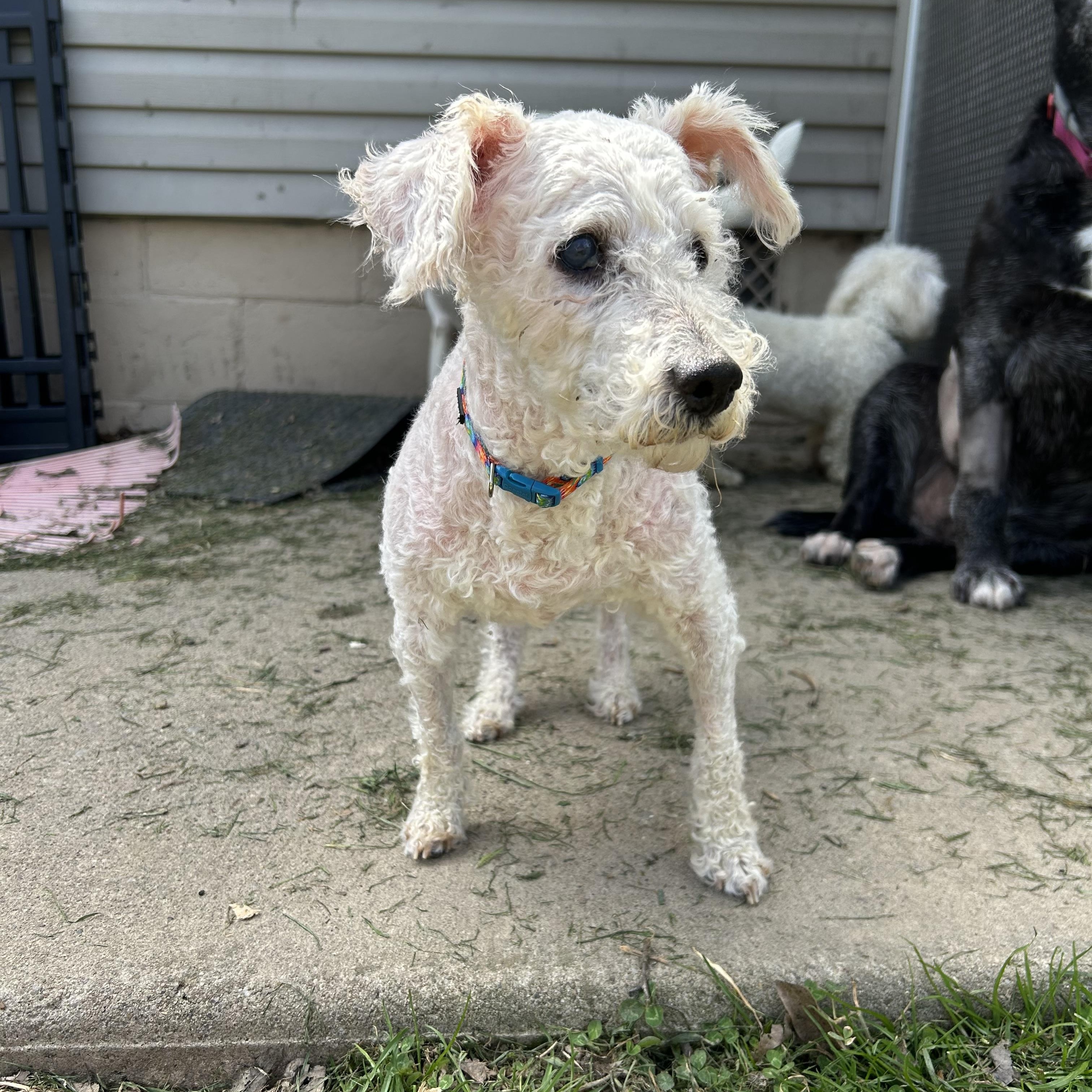 Bernard *deaf & blind*, a ADOPTABLE mixed breed in Youngstown, OH image 5/6