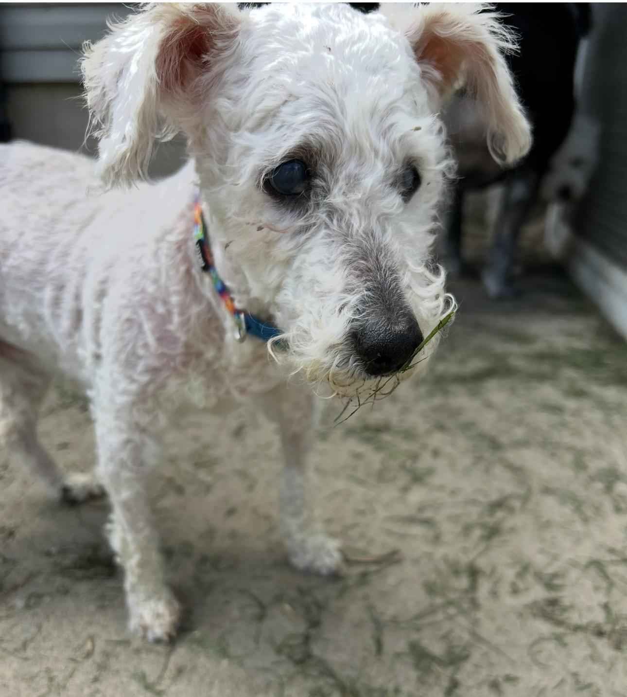 Bernard *deaf & blind*, ADOPTABLE, Adult Male Miniature Poodle.