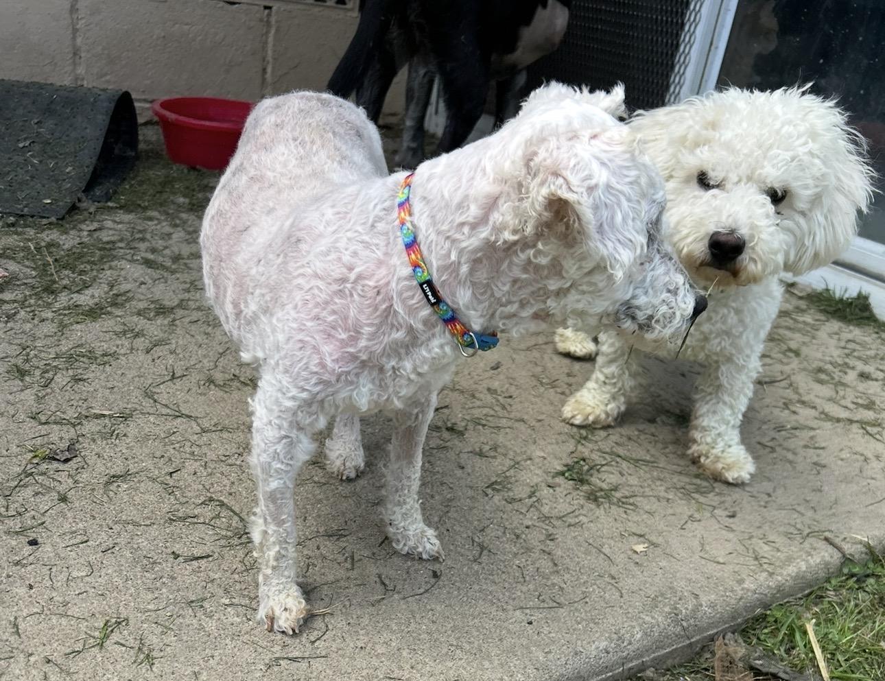 Bernard *deaf & blind*, a ADOPTABLE mixed breed in Youngstown, OH image 6/6