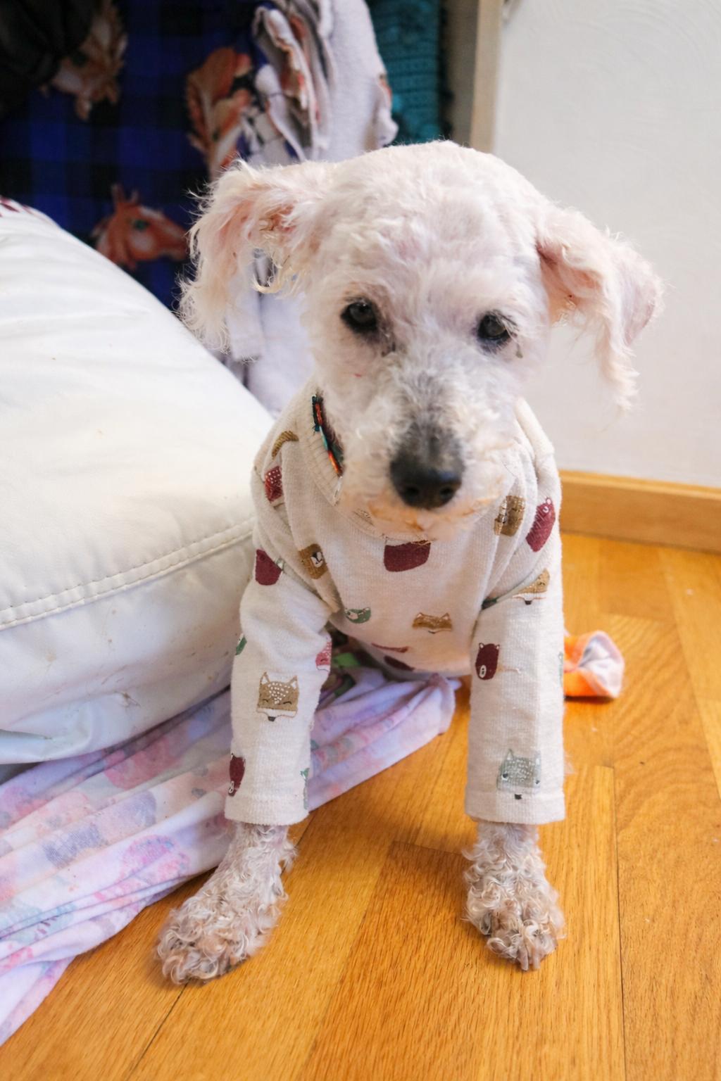 Enlarge Bernard *deaf & blind*, a ADOPTABLE mixed breed in Youngstown, OH image 2/2