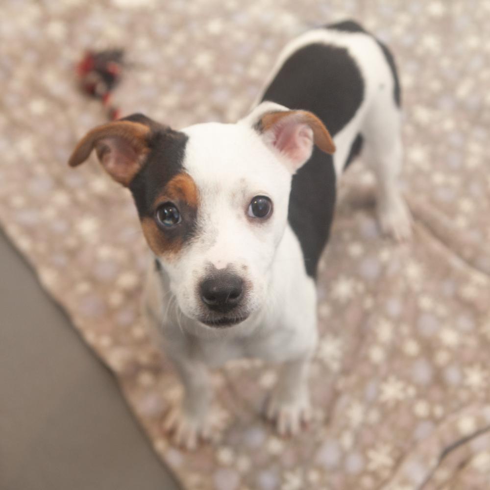 Enlarge Kikki, a Adoptable Mixed Breed in Ridgefield, CT image 3/3