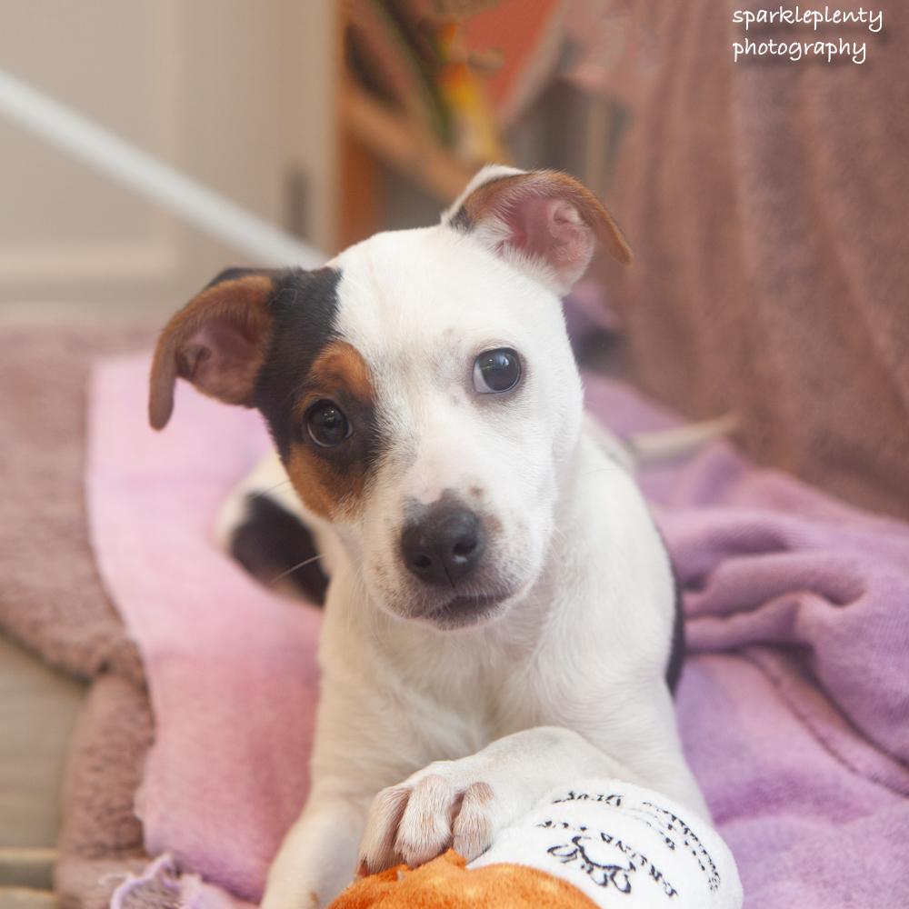 Enlarge Kikki, a Adoptable Mixed Breed in Ridgefield, CT image 1/3