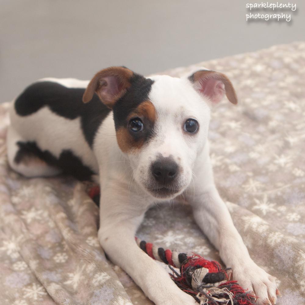 Enlarge Kikki, a Adoptable Mixed Breed in Ridgefield, CT image 2/3