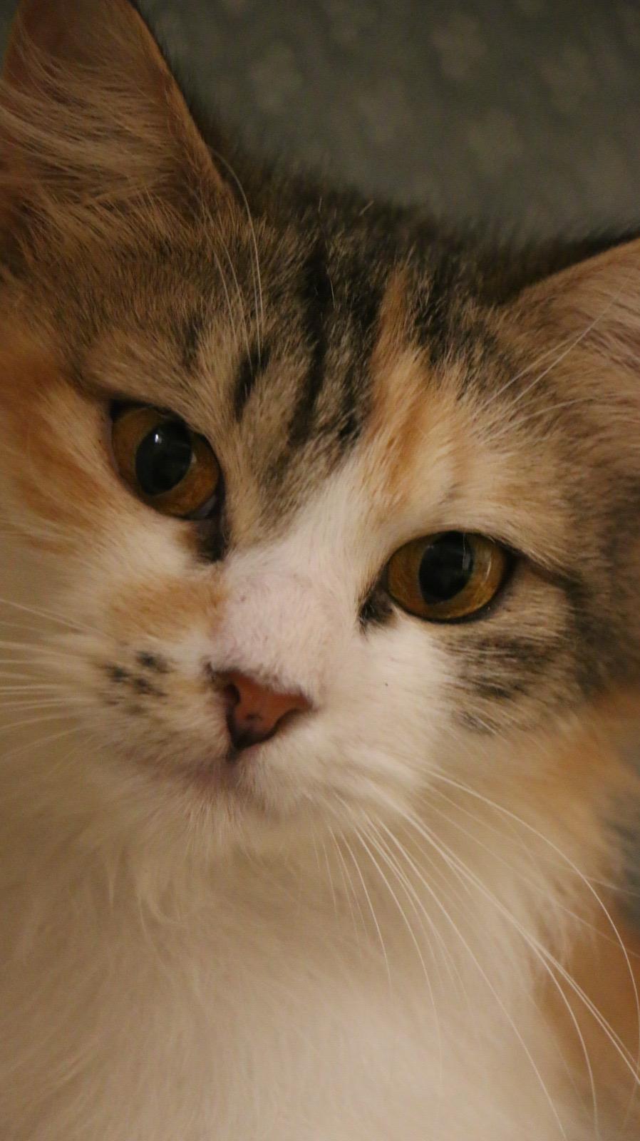 Snow M, Adult Female unknown