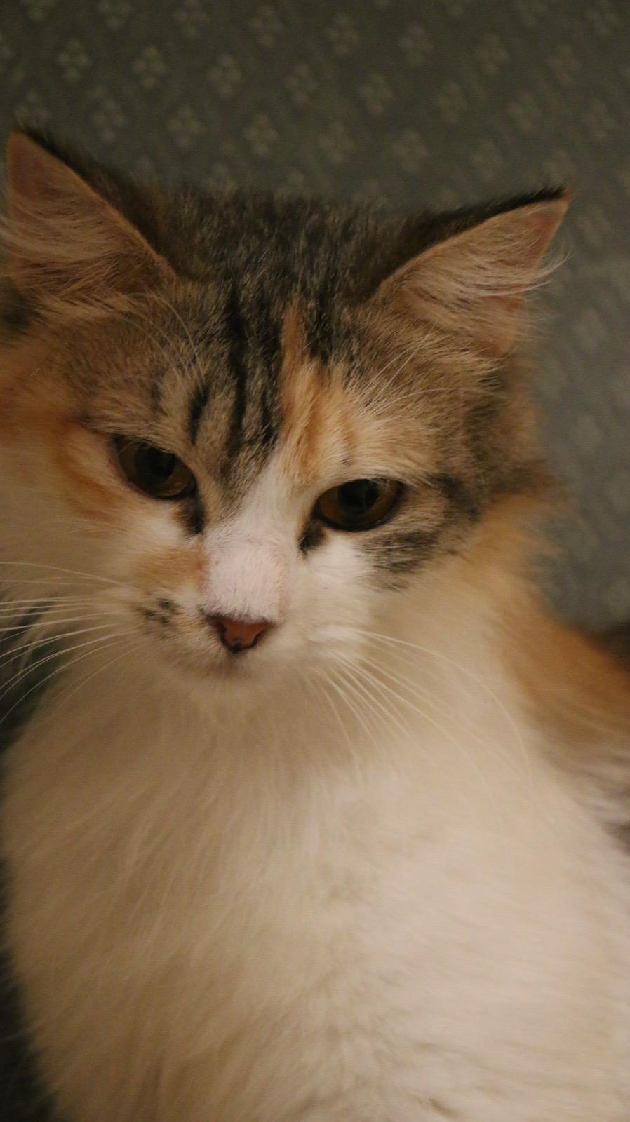 Enlarge Snow M, a Adoptable mixed breed in Brampton, ON image 2/4