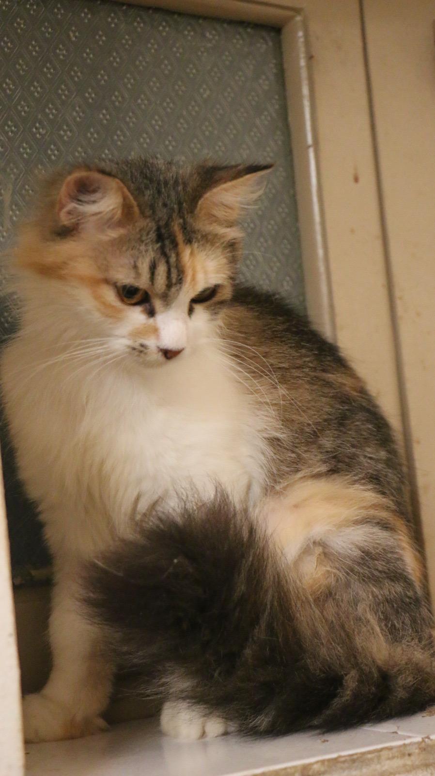 Enlarge Snow M, a Adoptable mixed breed in Brampton, ON image 3/4