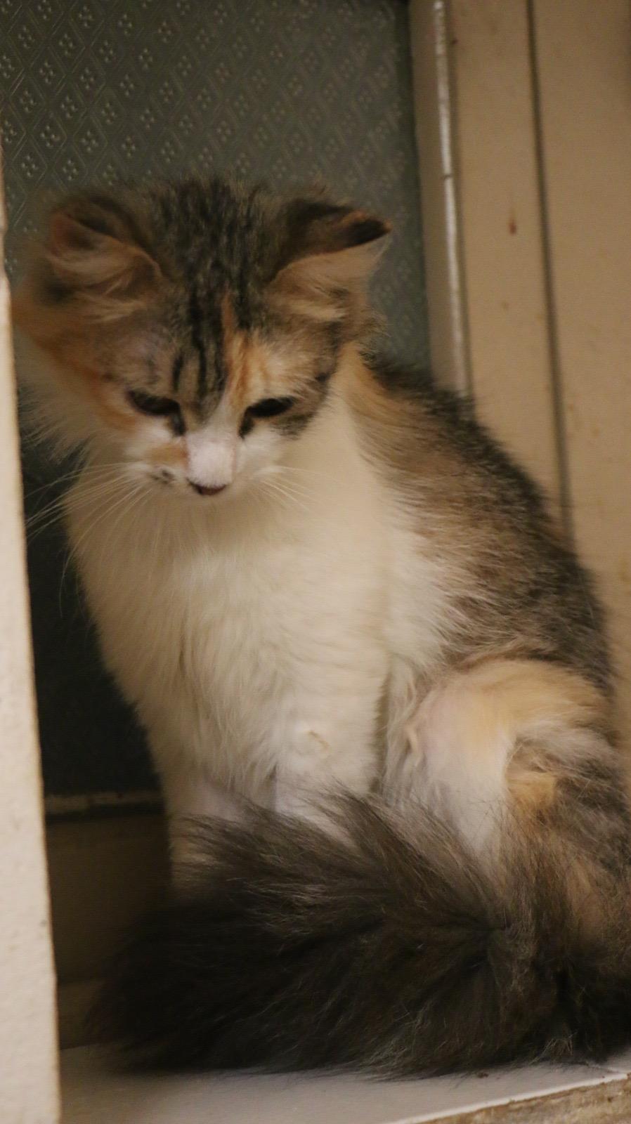 Enlarge Snow M, a Adoptable mixed breed in Brampton, ON image 4/4