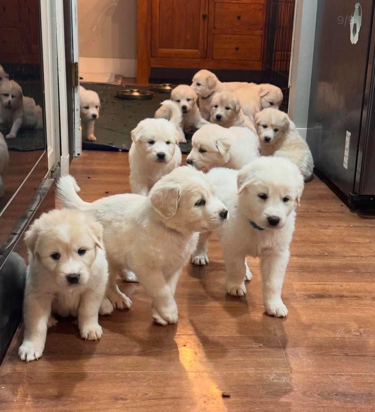 Hyacinth, Adopted, Young Female Great Pyrenees & Akbash.