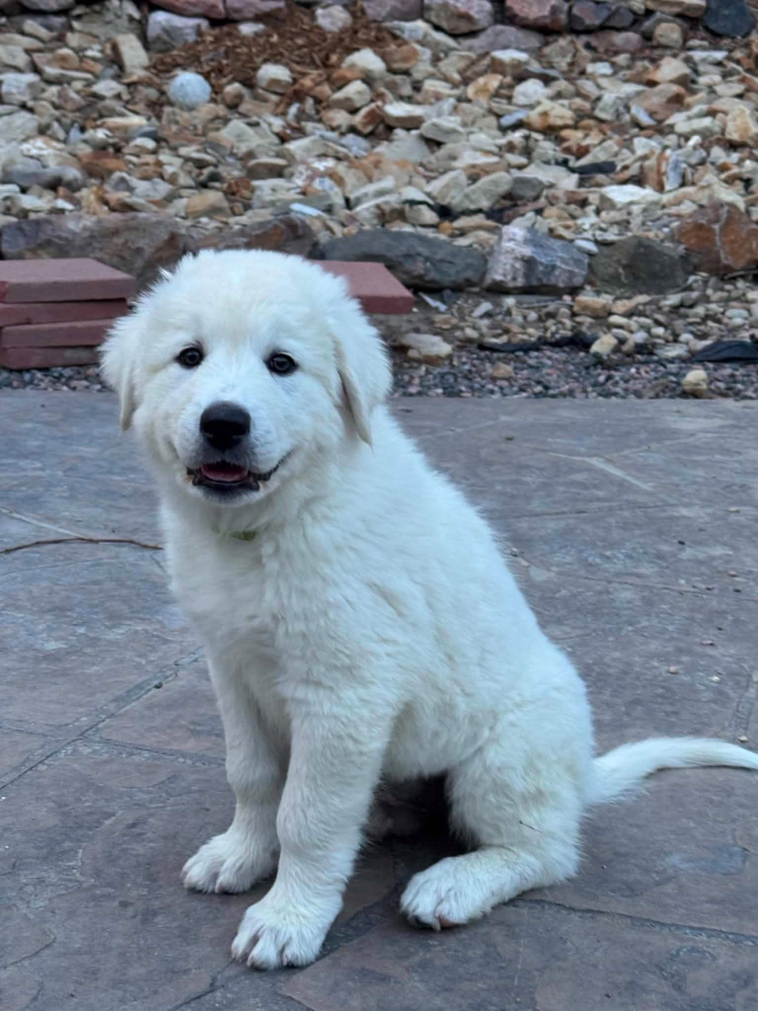 Enlarge Hyacinth, a Adopted mixed breed in Denver, CO image 2/3
