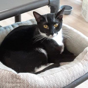 Poppy, Adoptable, Young Male Domestic Short Hair.