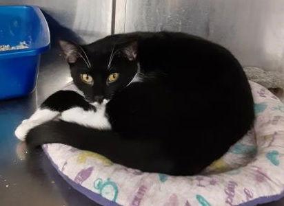 Enlarge Poppy, a Adoptable Domestic Short Hair in Massapequa, NY image 2/3