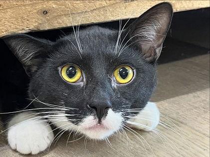 Enlarge Poppy, a Adoptable Domestic Short Hair in Massapequa, NY image 3/3