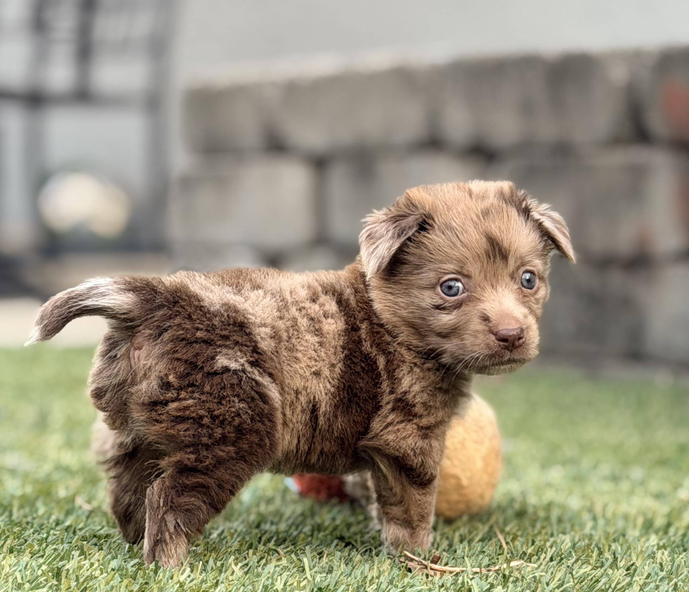 Vienna, Adoptable, Puppy Female Australian Shepherd.