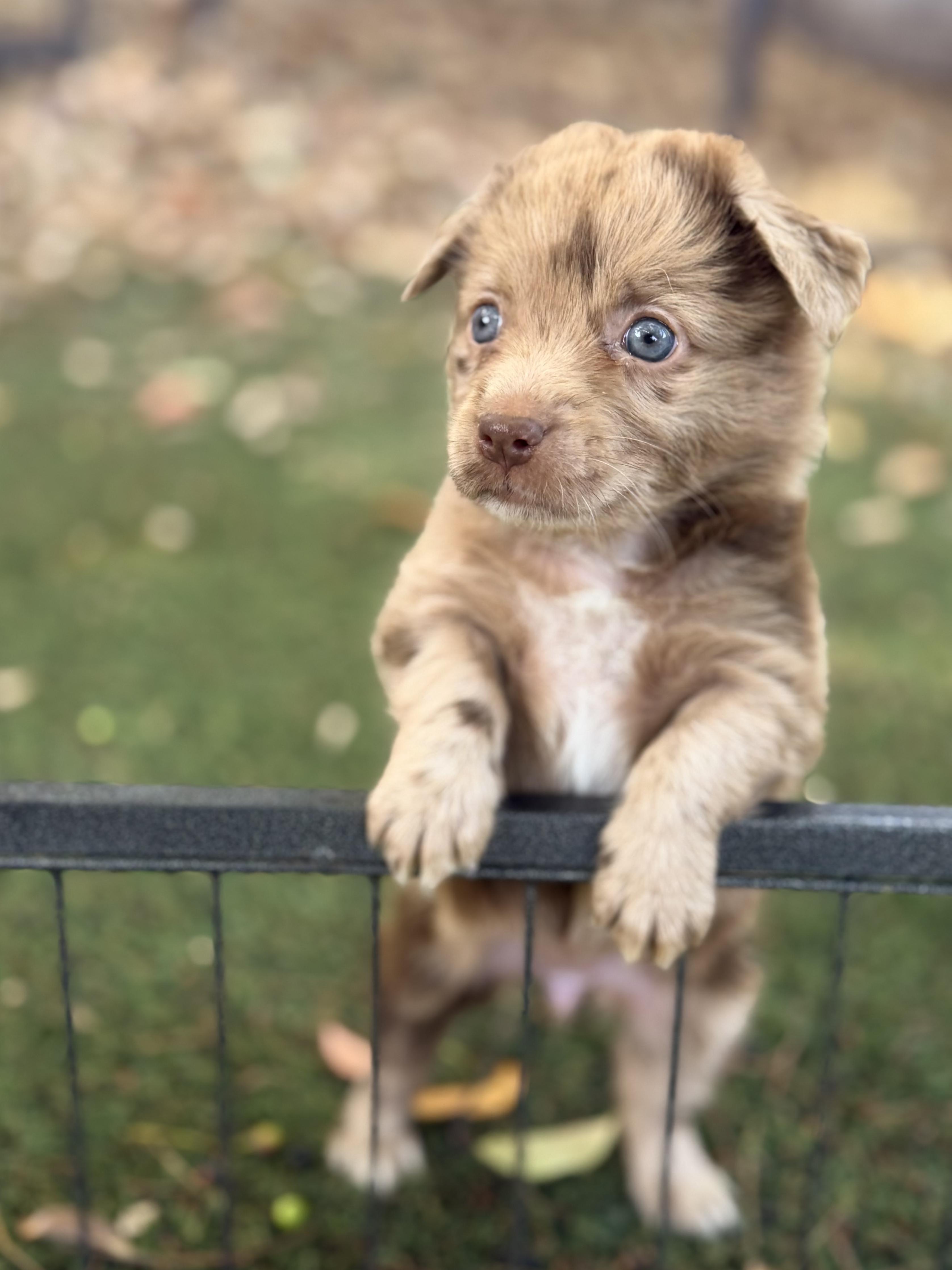 Enlarge Vienna, a Adoptable mixed breed in Penryn, CA image 3/3