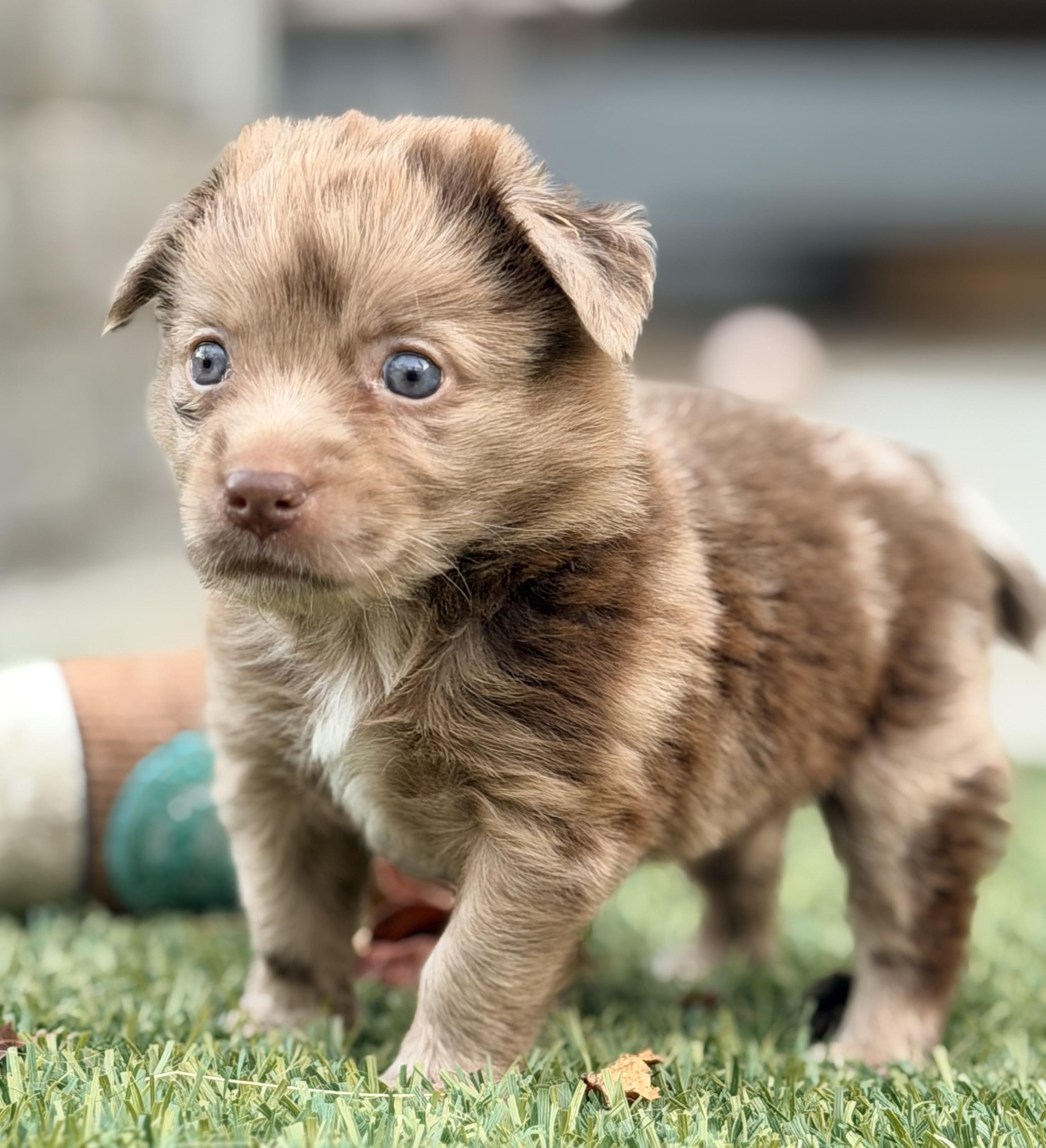 Enlarge Vienna, a Adoptable mixed breed in Penryn, CA image 2/3
